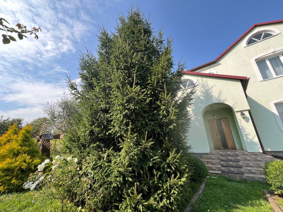 Ялинка. Дуже гарна і пишна ялинка
