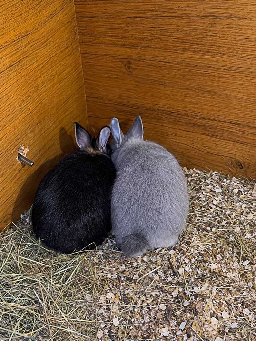 Coelhos e coelhas anões holandeses