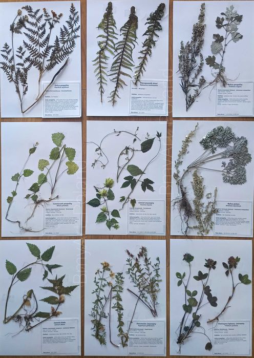 40 gat zielnik 2025 nienakljony z opisami