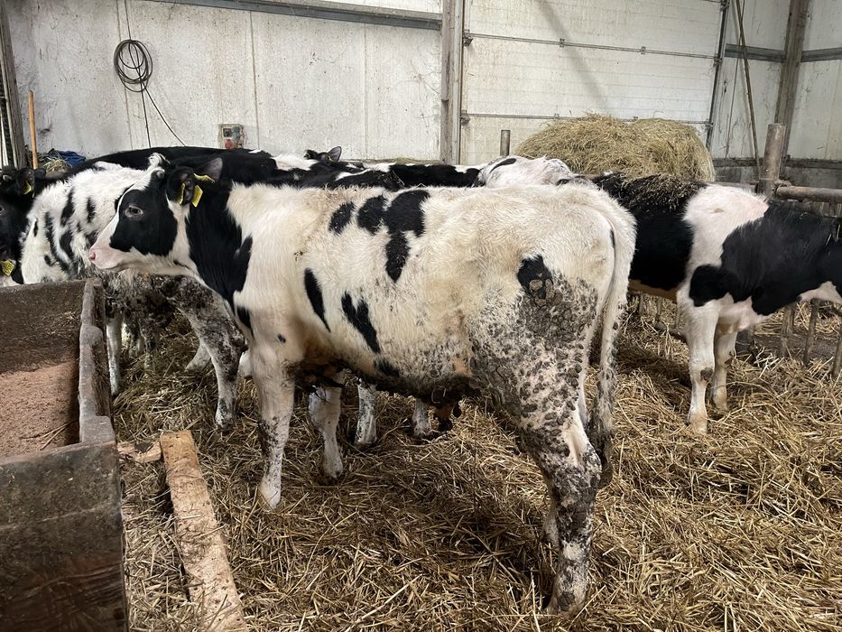 Byczki opasy 5-6 m-c