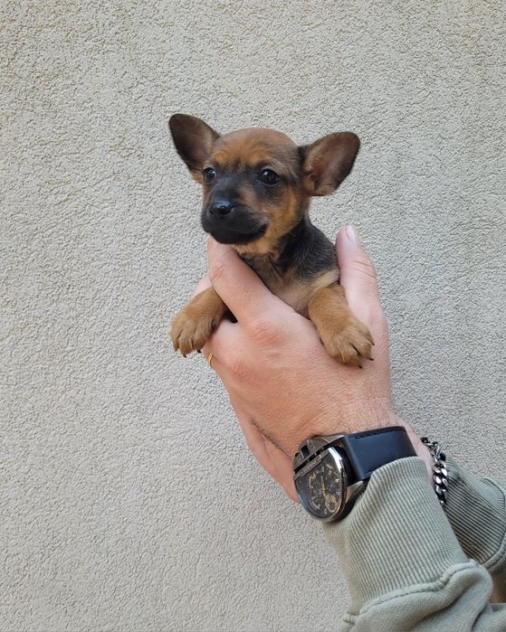 Pinscher mini femea