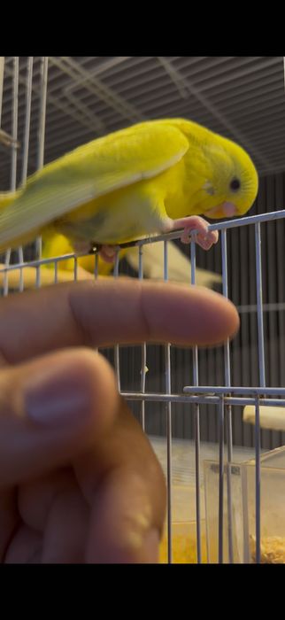 Piriquitos ingleses domesticados