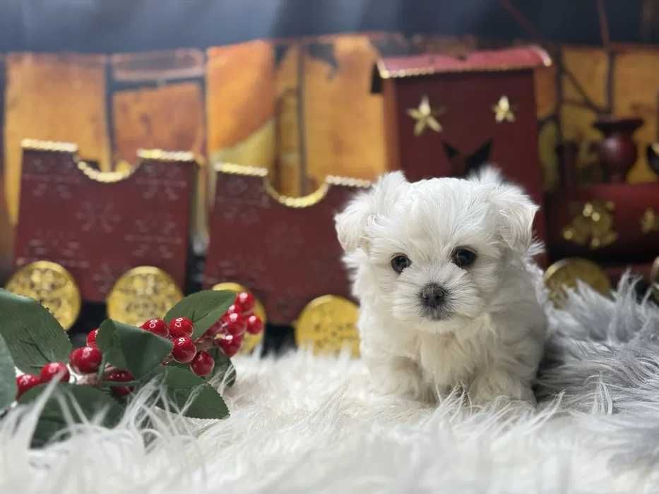 Bichon Maltês mini