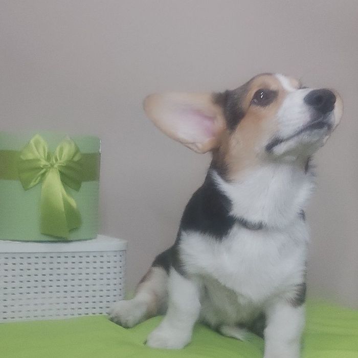 Welh Corgi Pembroke