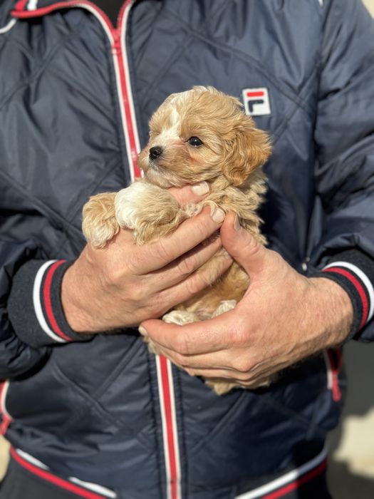Мінік мпльтіпу до 2,5 кг