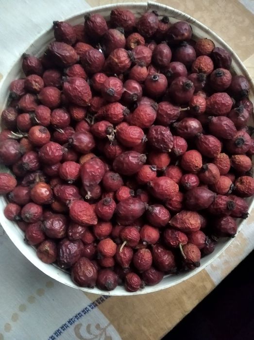 Шипшина сушена, урожай 2025