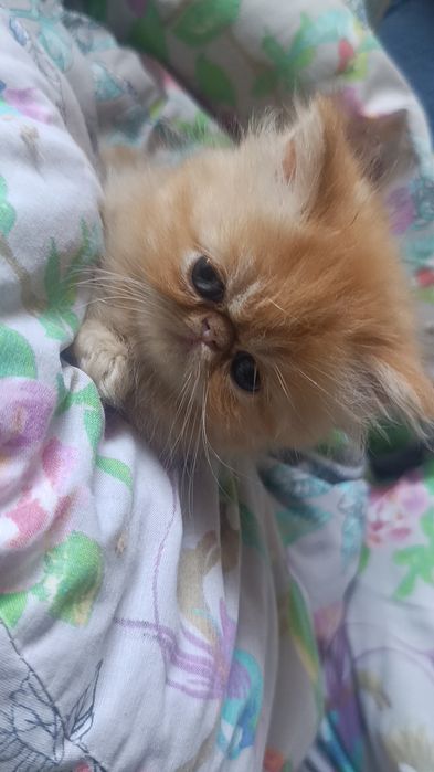 Персидські котята