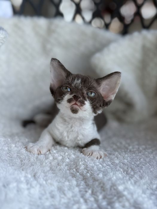 Kotka Devon Rex - Oshi