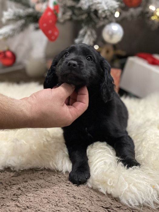 Цуценя кокер-спаніеля (дівчинка)