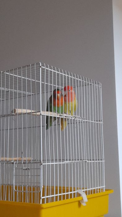 Casal de agapornis troco