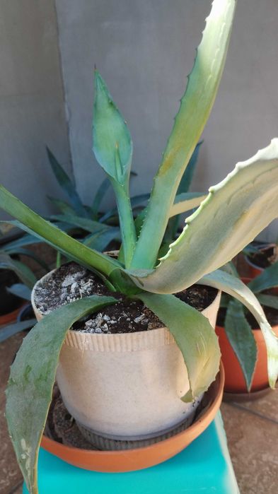 Agawa kwiat w donicy