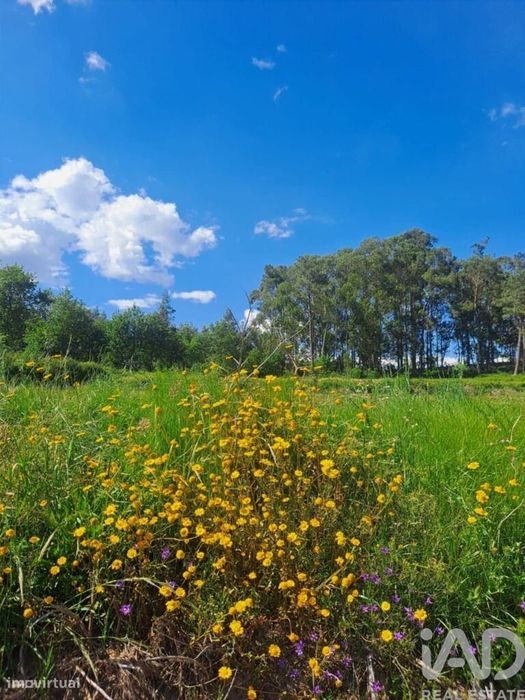 Terreno Agrícola em Bustelo