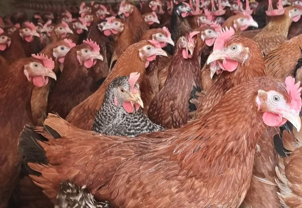 Kury Nioski Leghorn 24 tygodnie! Wysyłka od 10 sztuk.