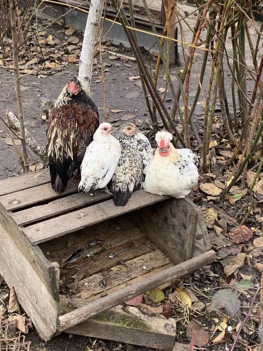 Декоративні кури Бентамки