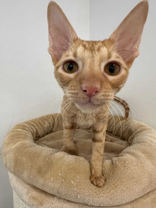 CORNISH REX - Dostępny kocurek o imieniu GANDALF Hodowla: MatiMalwa*PL