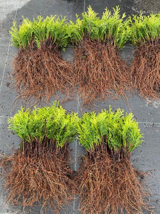 TUJA SZMARAGD THUJA SMARAGD sadzonki 200szt/1szt - 1zł