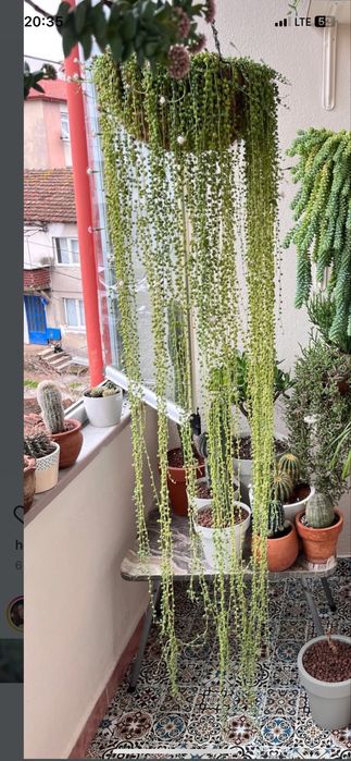 Сукулент хрестовнік роулі, отонна