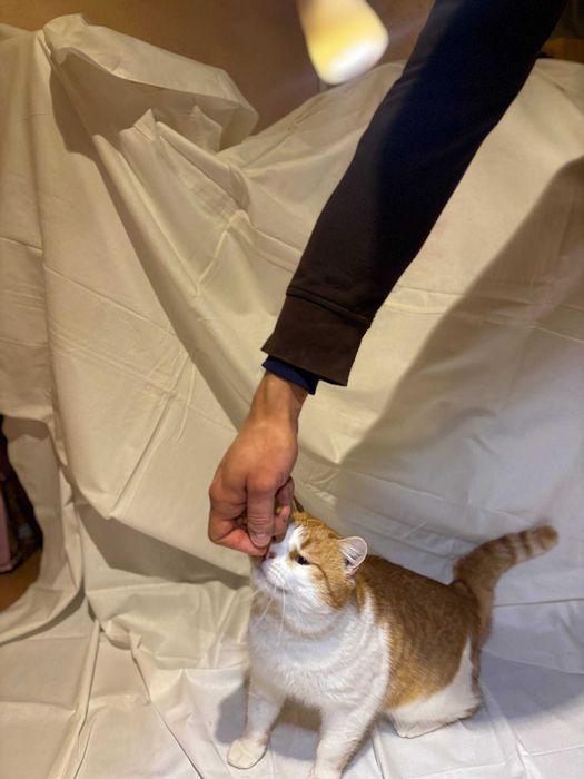 Котик барс Тарас