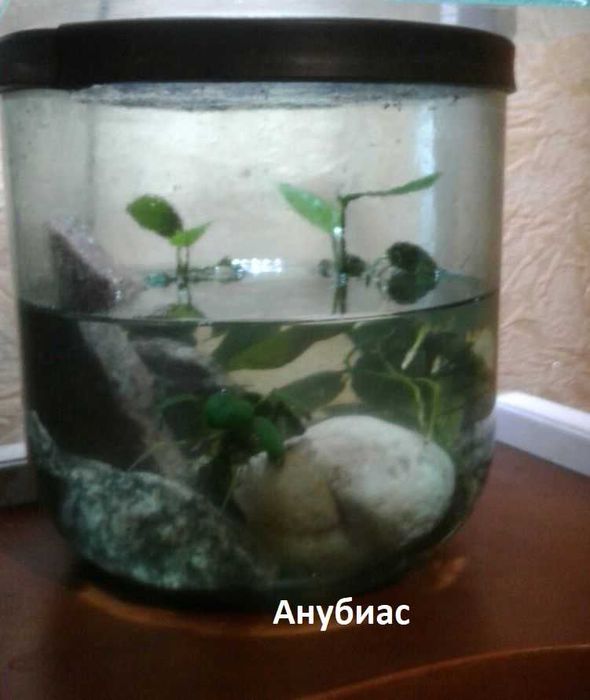 Аквариум Растения Анубиас Мох Пламя Мох Сингапур