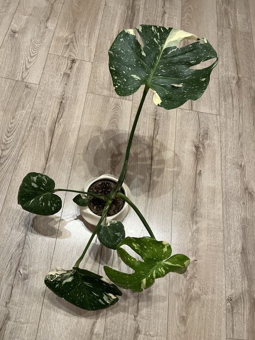 Monstera deliciosa thai constellation CAŁA ROŚLINA