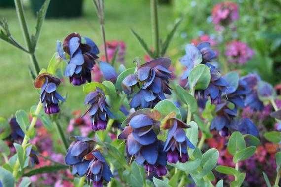 5 Sementes de Orgulho de Gibraltar - Cerinthe major
