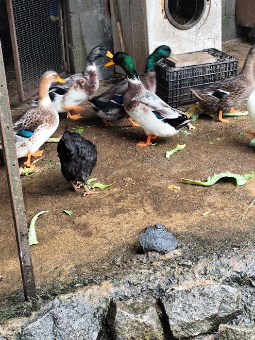 Ovos de pata Rouen férteis