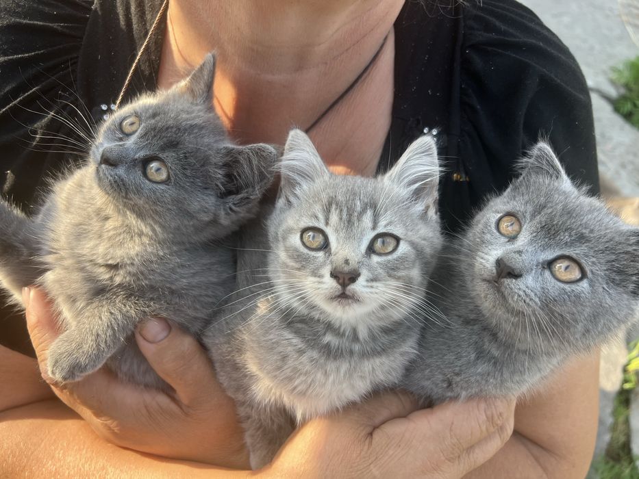 Котики британськоі породи
