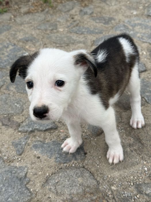 Border Collie fêmea