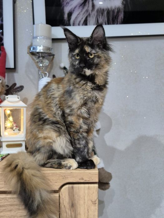 Lolita Cudna kotka Maine Coon