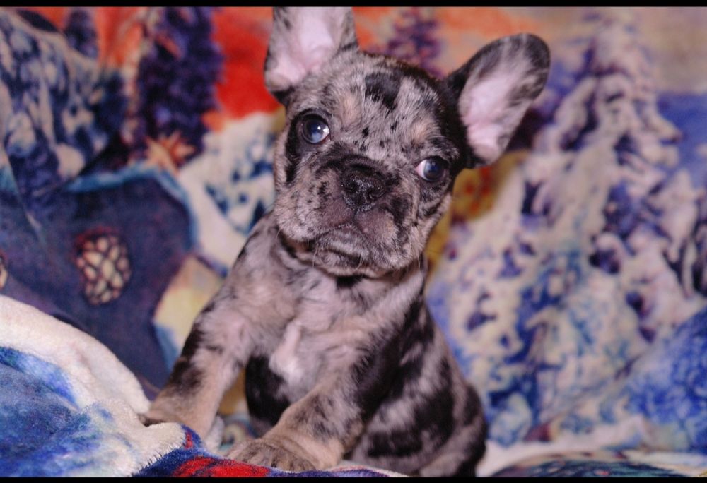 Новогодние подарочки)