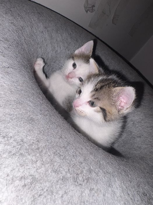 Oddam 4 kotki, prawdopodobnie 1 kot i 3 kocice.