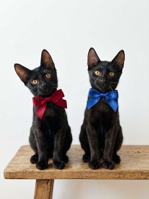Setúbal / Margem Sul / Lisboa — Simba e Benjamim, gatinhos para adoção