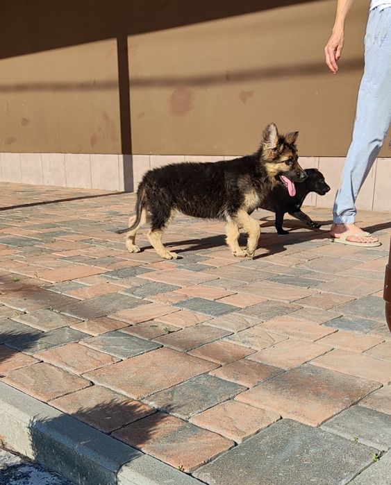 Малюки! Продаж..