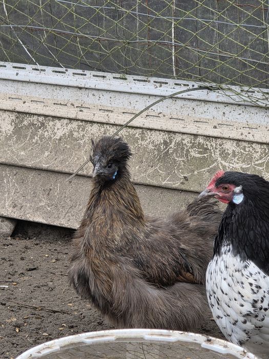 Silki ,hamburskie,lakenvender, biegusy,kogutki mix