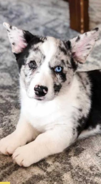 Чарівна дівчинка коргі