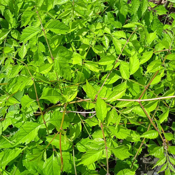 Кампсис-лиана укореняющаяся.