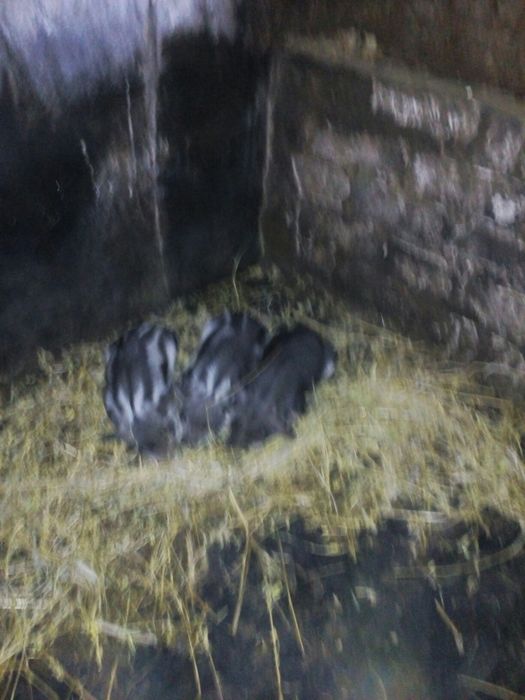 Венгерская пуховая мангалица!!! Угорська пухова мангалиця!!!