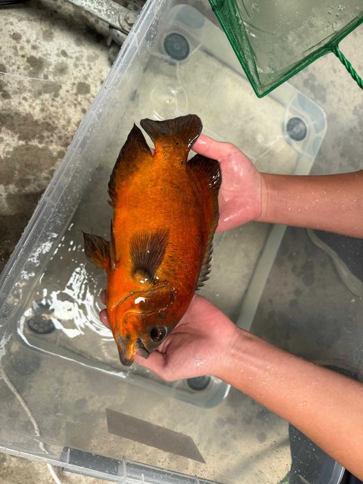 Peixe Oscar bronze, tigre