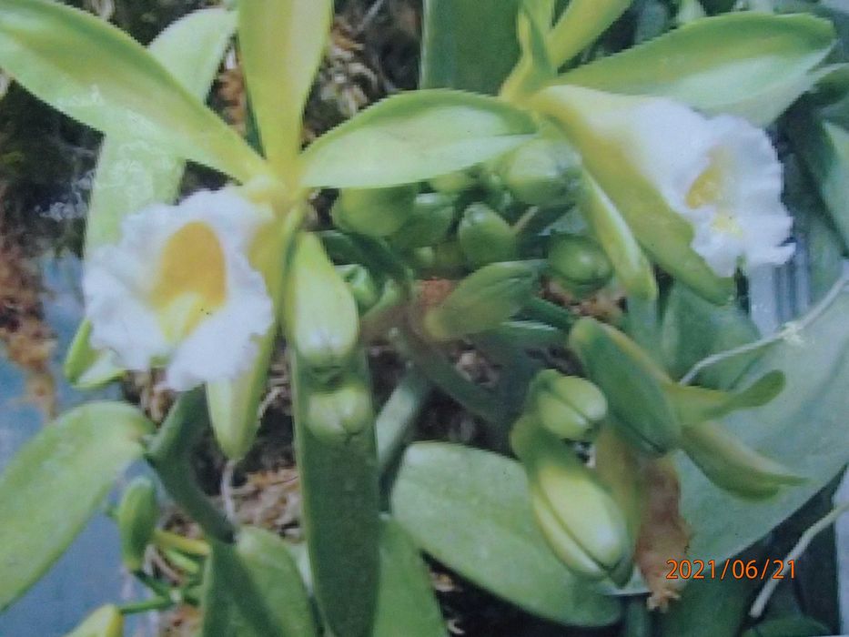 Storczyk Sadzonka wanilii w doniczce