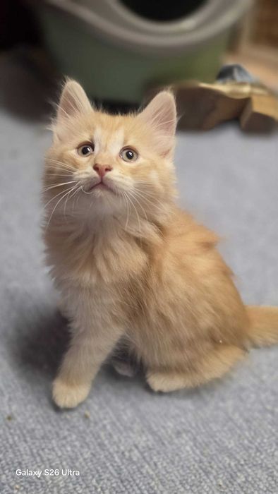 Gatinho Bébe da raça  Bosque da Noruega