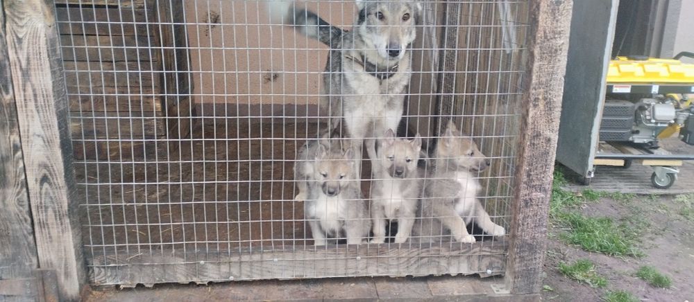 Продам, зсл від робочіх батьків, м,куниця,борсук, б, універсал.