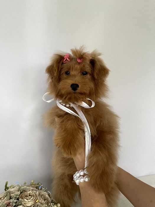 Помапу — Не зволікайте  таких залишилось лише 3!