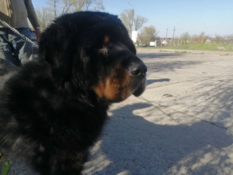 Щенки Тибетского мастифа