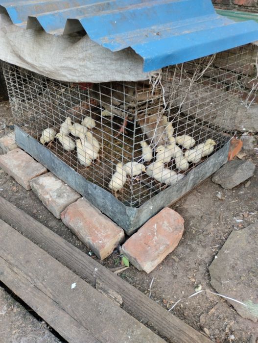 Продам ідичат жовтих