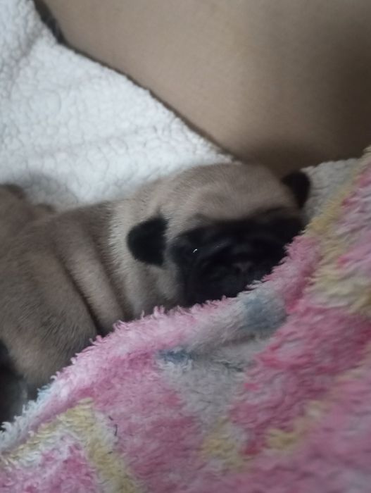 Мопсята з документами від заводчика