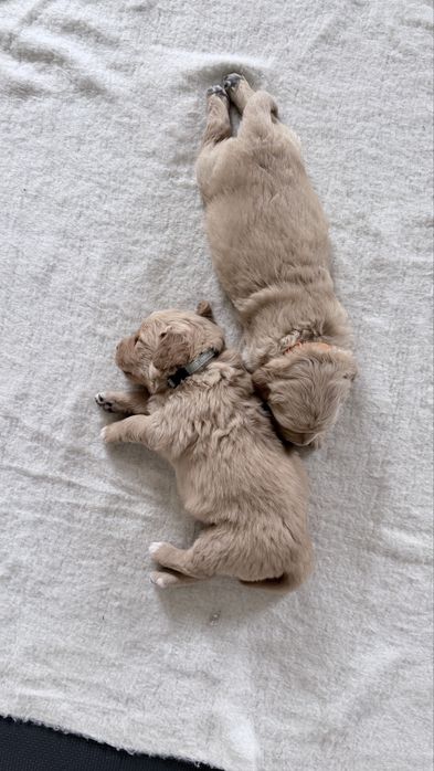 Golden Retriver złoty