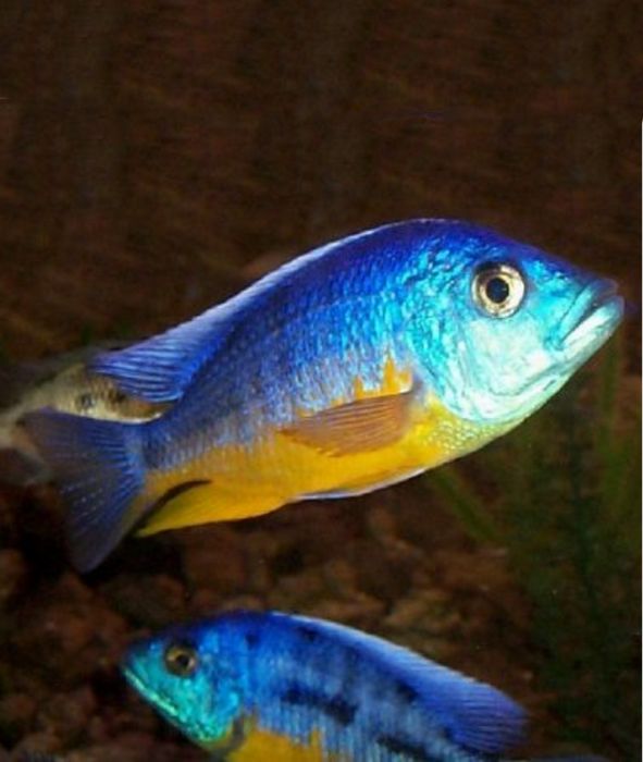 Аулонокара красный дракон Aulonocara fire fish Аквариумные рыбки