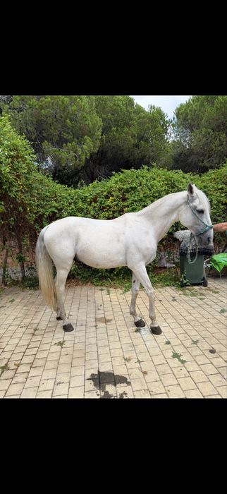 Cavalo lusitano puro