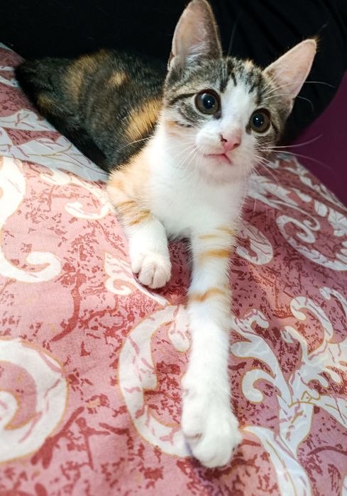 Kotka Figa  szuka chaty ! Do adopcji