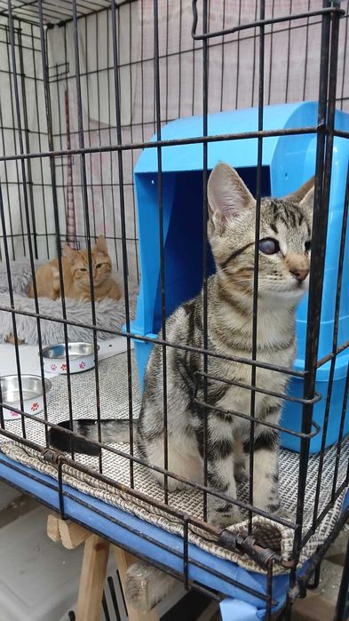 Gatinhos bebés adoção especial consciente